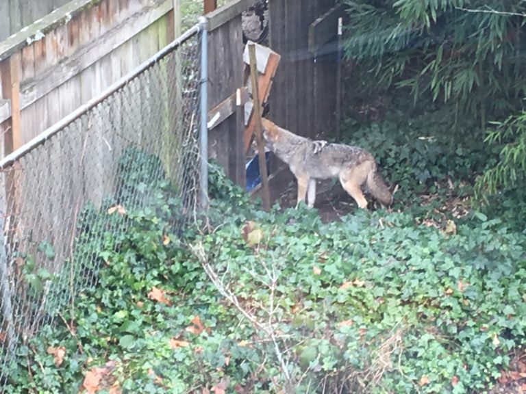 A coyote in my back yard Living Room Realty