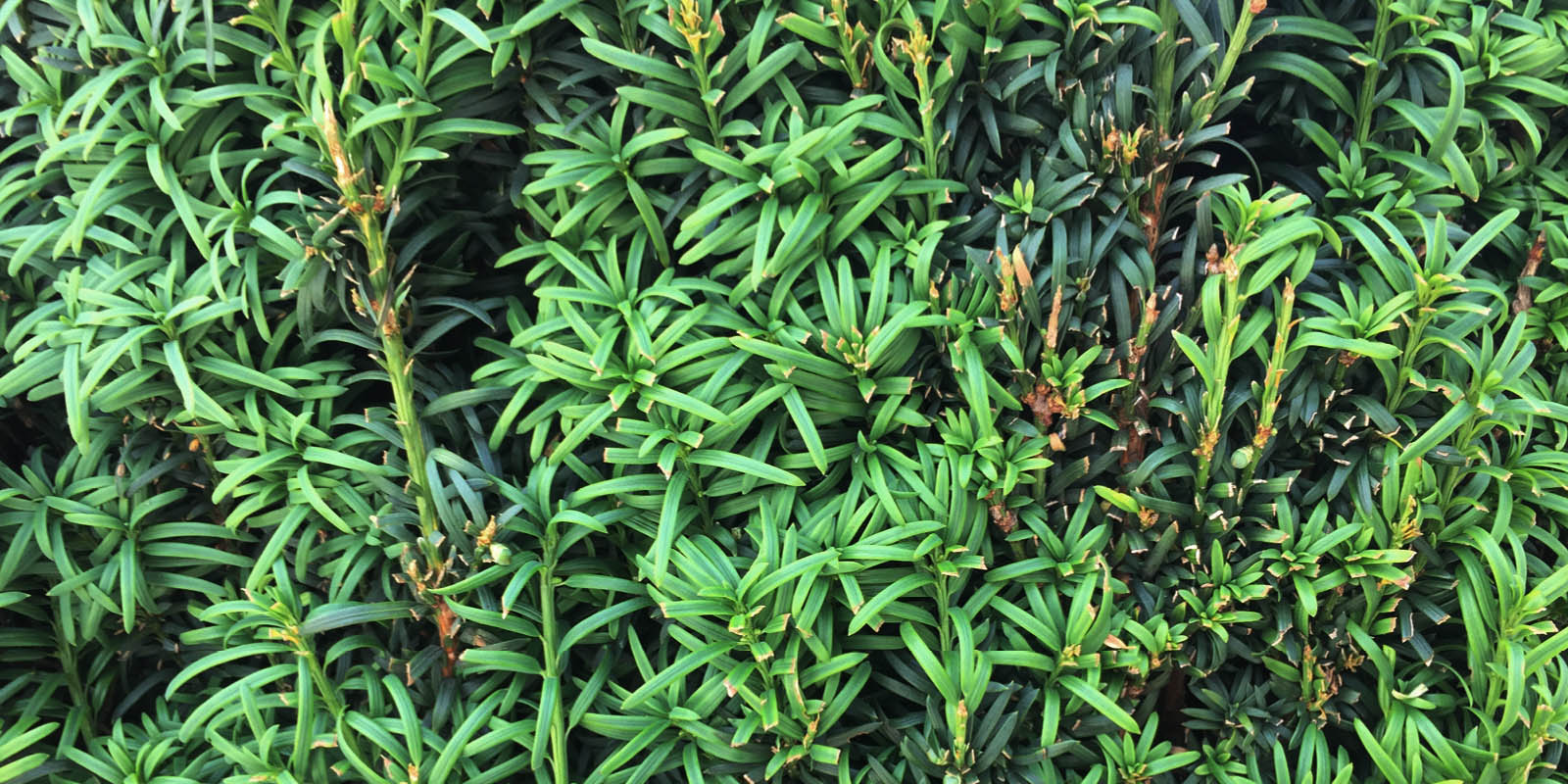 Maywood Park Real Estate Living Room Realty