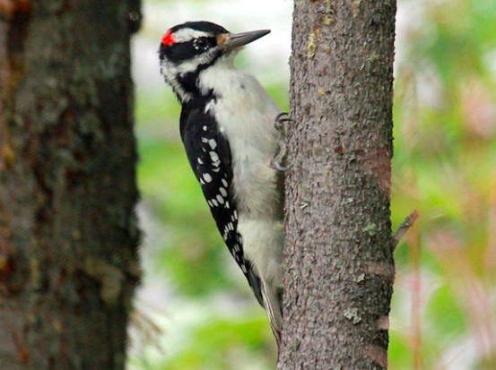 Watching a Woodpecker Work thanks to a Wall of Windows