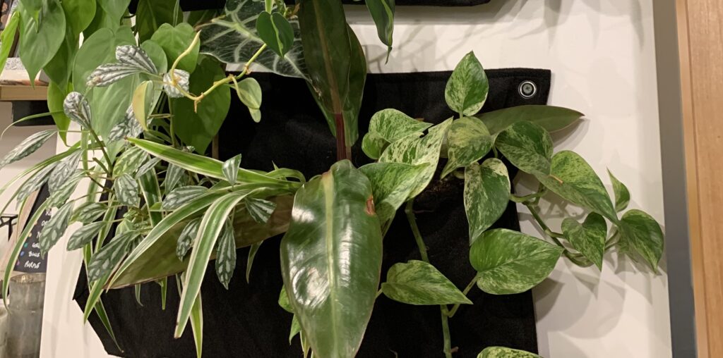 House plants and home goods galore! Living Room Realty