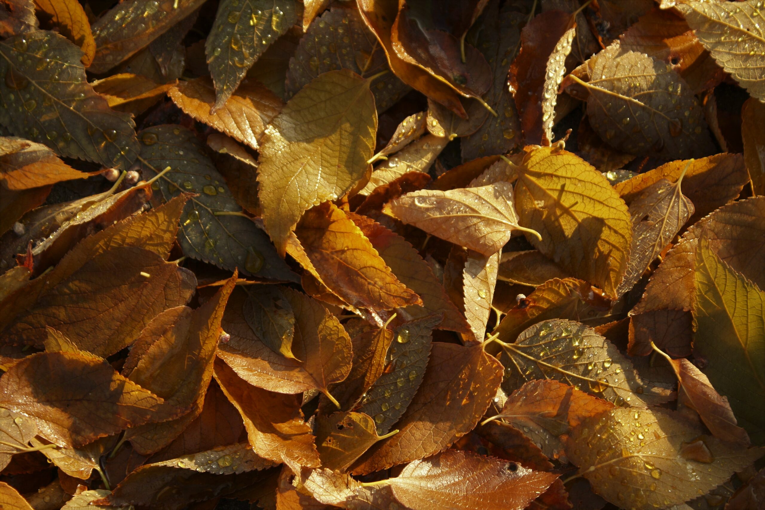 10 Fall Maintenance Tips: Your Home’s Exterior