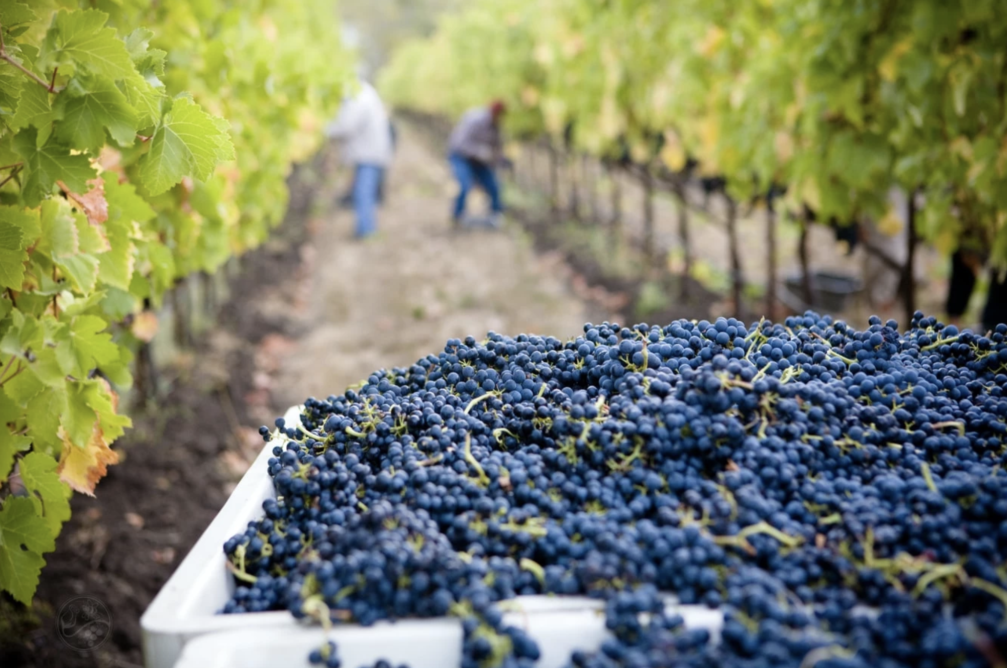 Experience Oregon Wine Country the Hood River Way