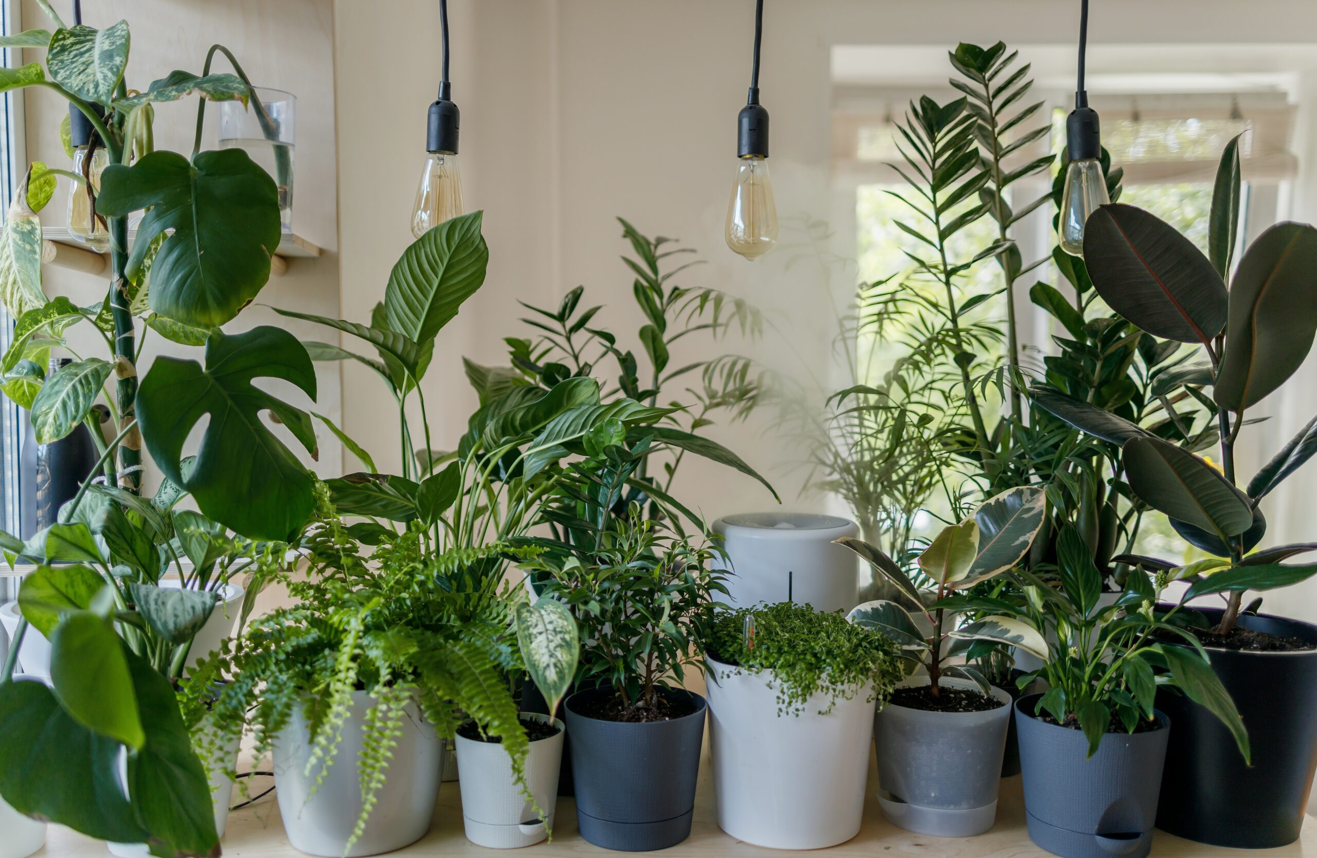 12 Best Air Purifying Plants
