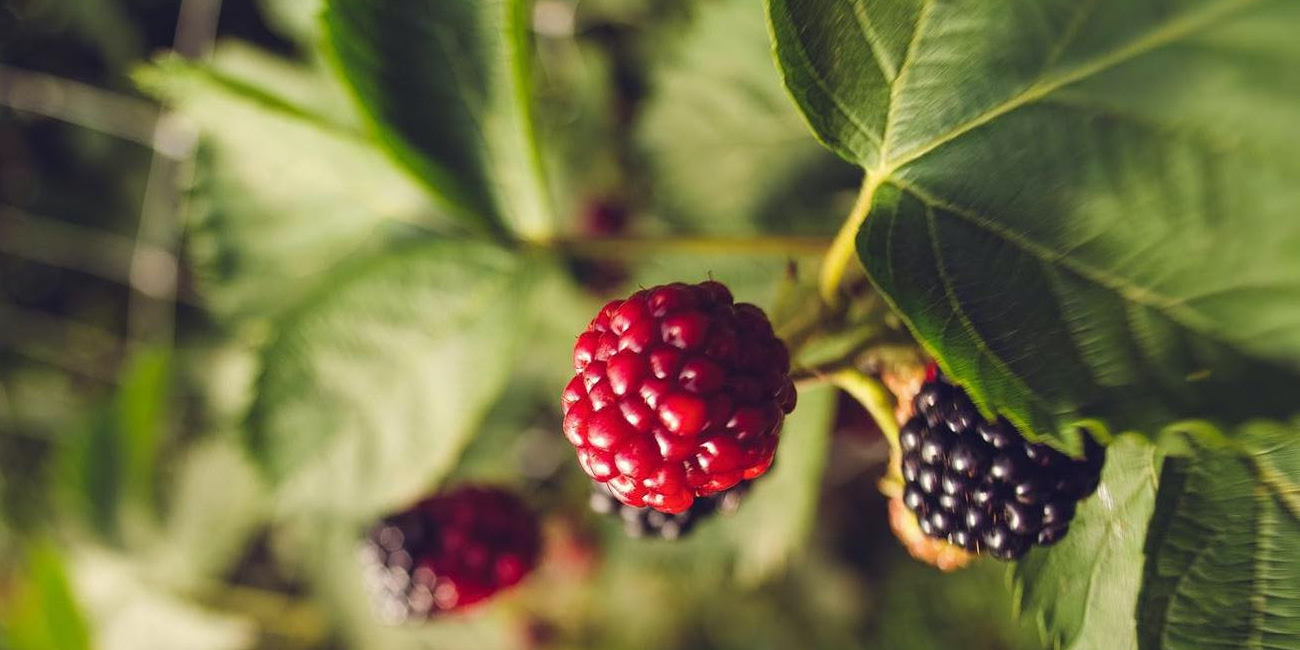 BERRY PICKING ON SAUVIE ISLAND