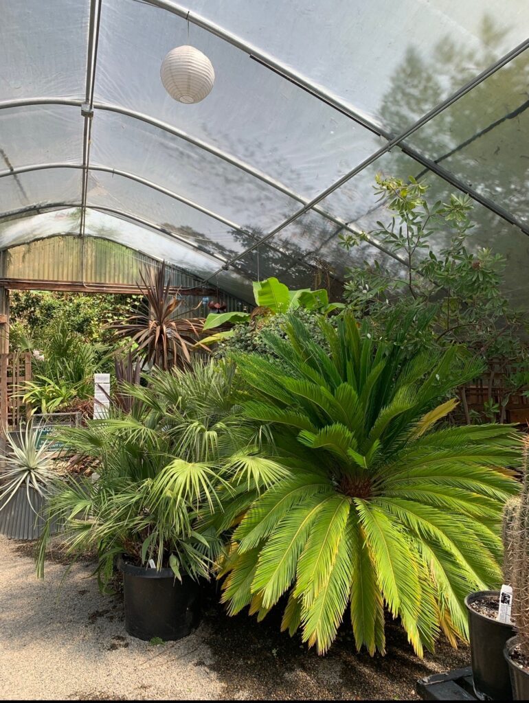 The greenhouse at Cistus nursery