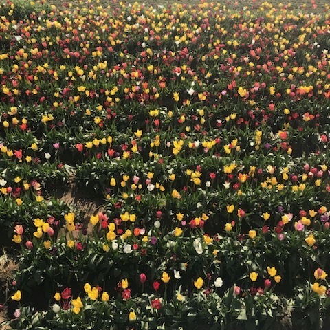 Tulips, as far as the eye can see.