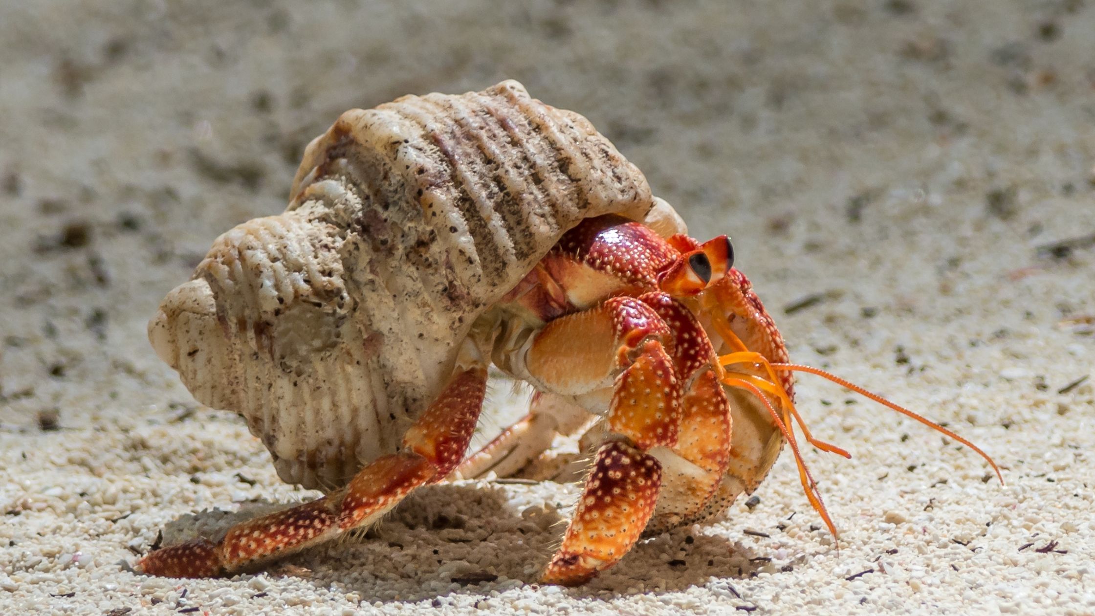 Portland Home Buying Tips, Inspired by Hermit Crabs