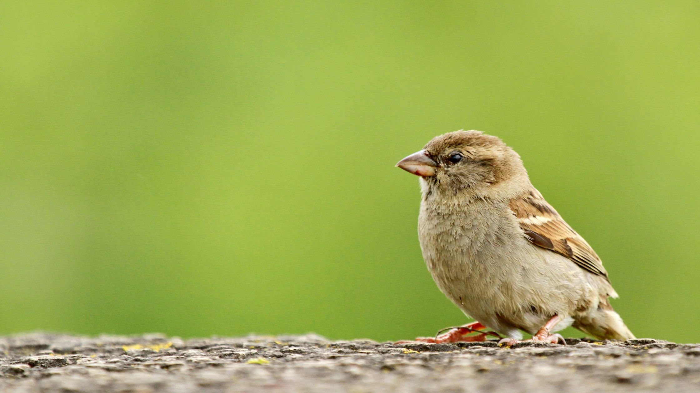 March Magic: Attracting and Feeding Wild Birds in Your Portland Backyard