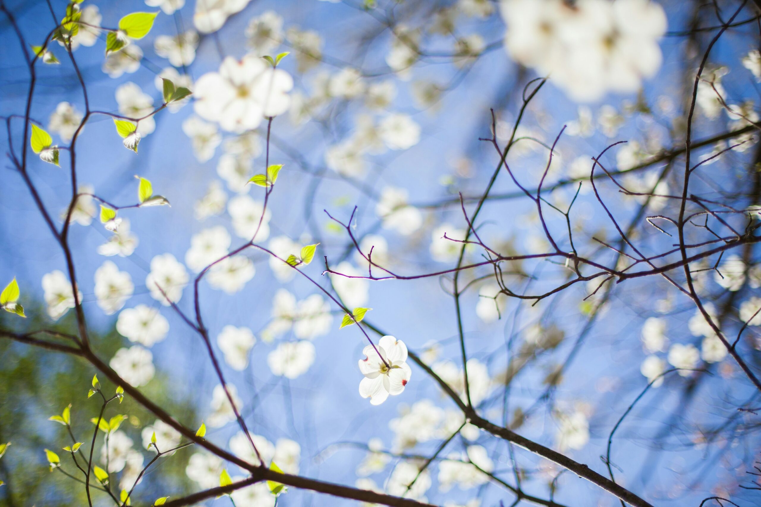 Dogwood days of Milwaukie