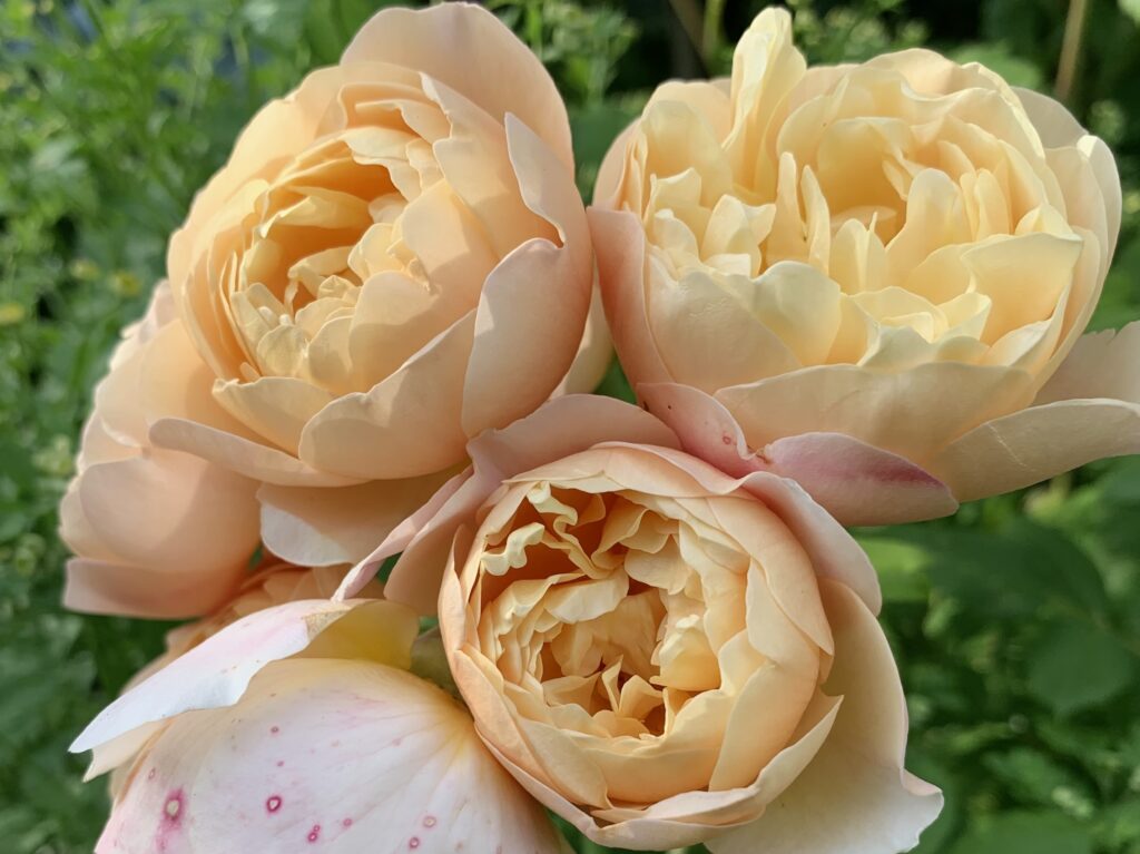 Why don't my roses smell good? Living Room Realty