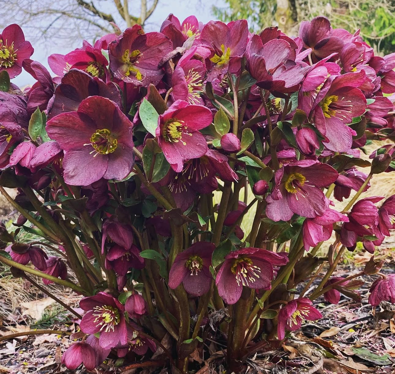 Garden Corner: Two 10 minute tasks to do now!