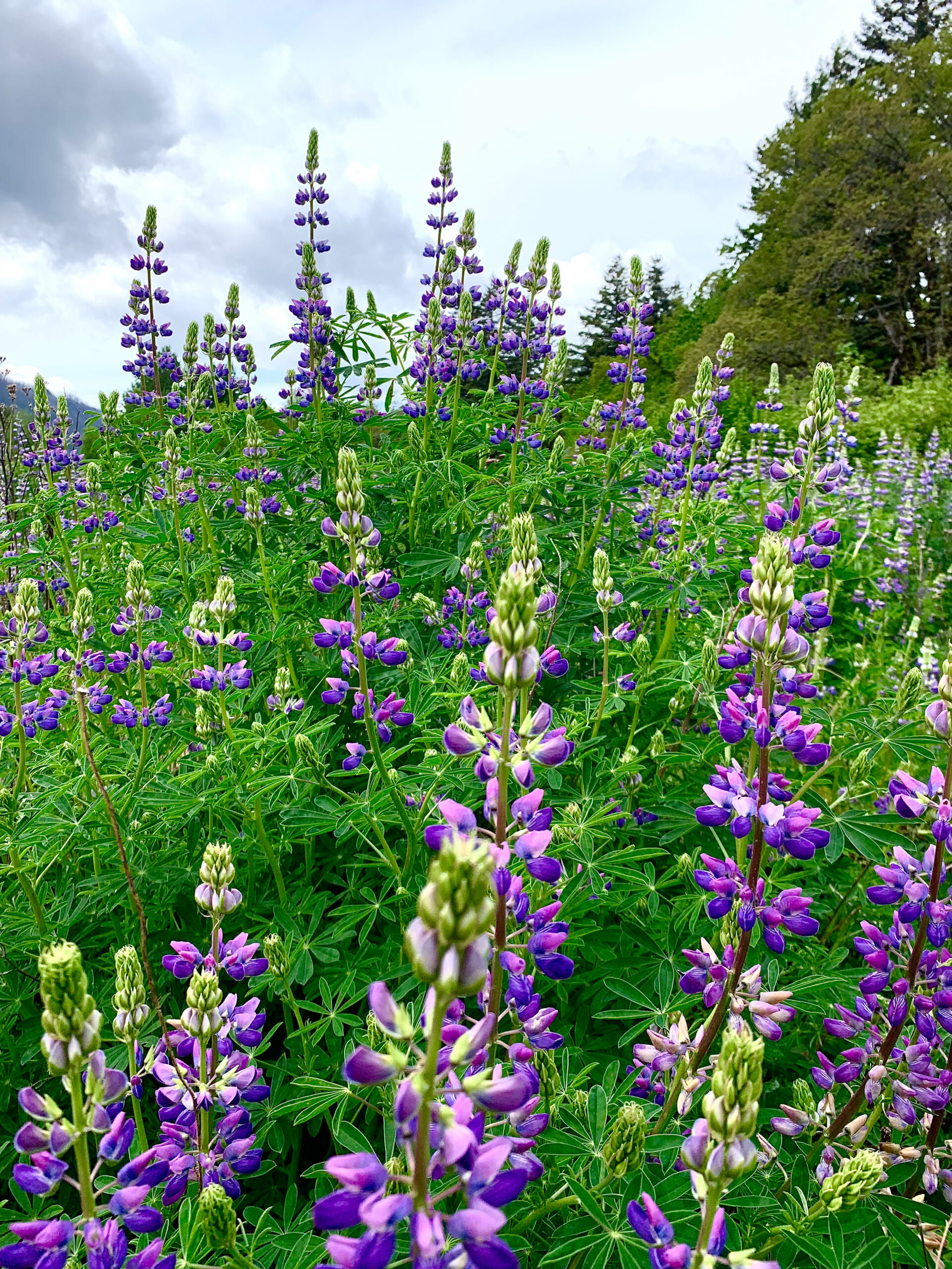 I Think It’s Safe To Say That Spring Is Here!!